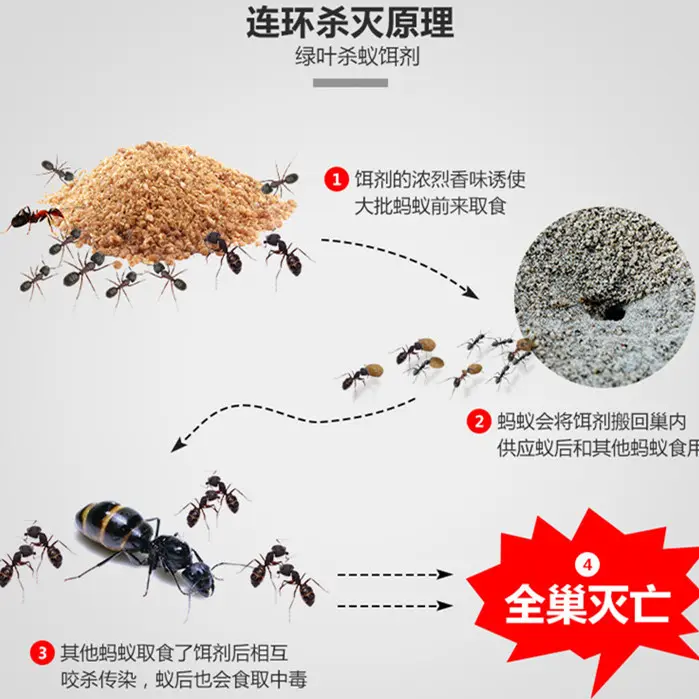 如何灭蚂蚁最有效的方法(灭蚂蚁怎么灭)
