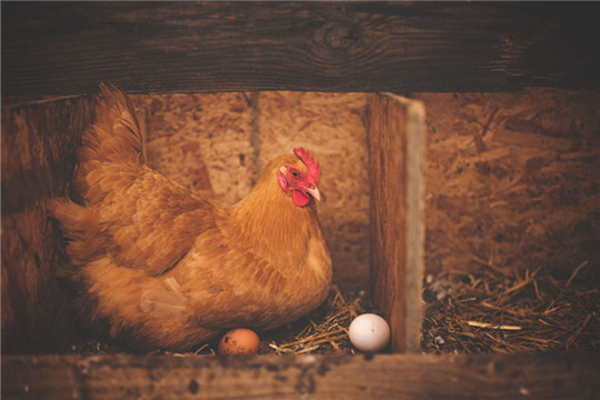 brown-hen-near-white-egg-on-nest-195226 (1).jpg