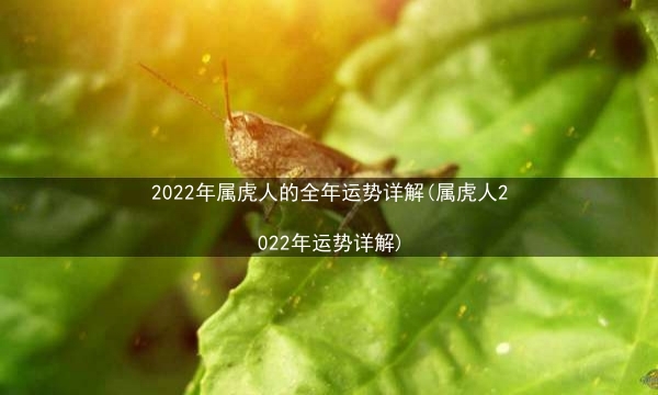 2022年属虎人的全年运势详解(属虎人2022年运势详解)