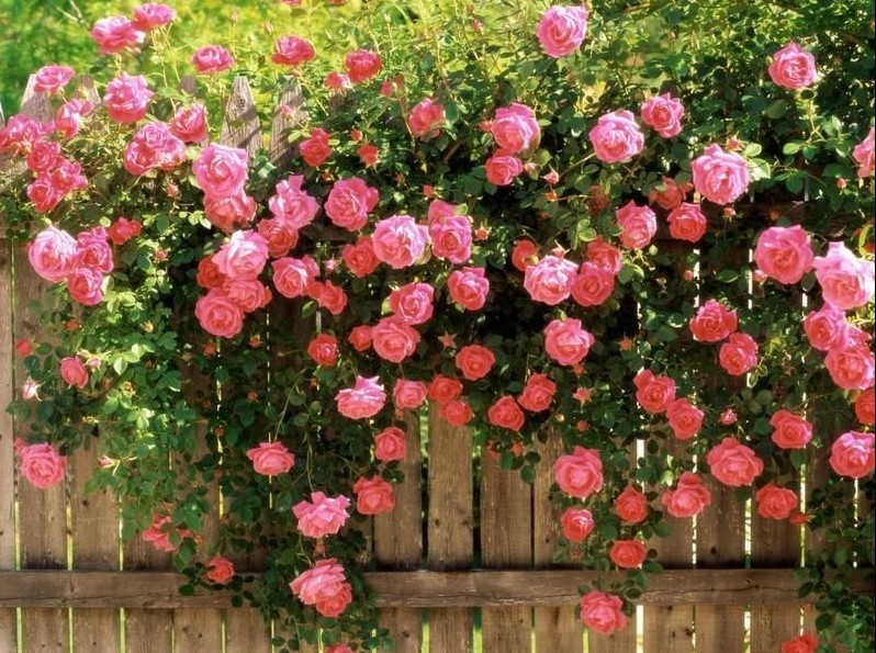 野蔷薇花语是什么，象征着爱情的浪漫与执着