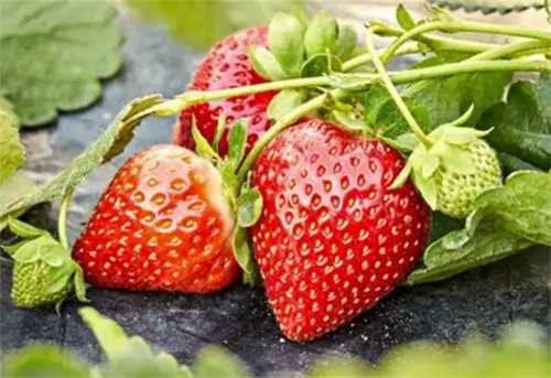 梦到摘草莓被人发现是什么意思(梦到摘草莓被人发现是什么意思啊)