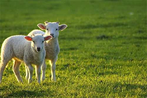 属羊人和谁在一起最幸福(属羊人和谁在一起最幸福水瓶座)