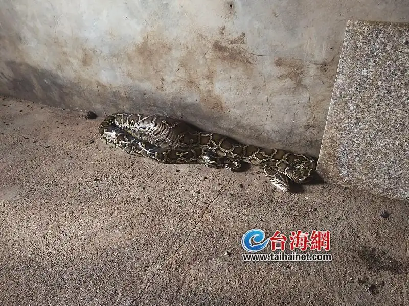 安徽2400岁大蟒蛇渡劫()